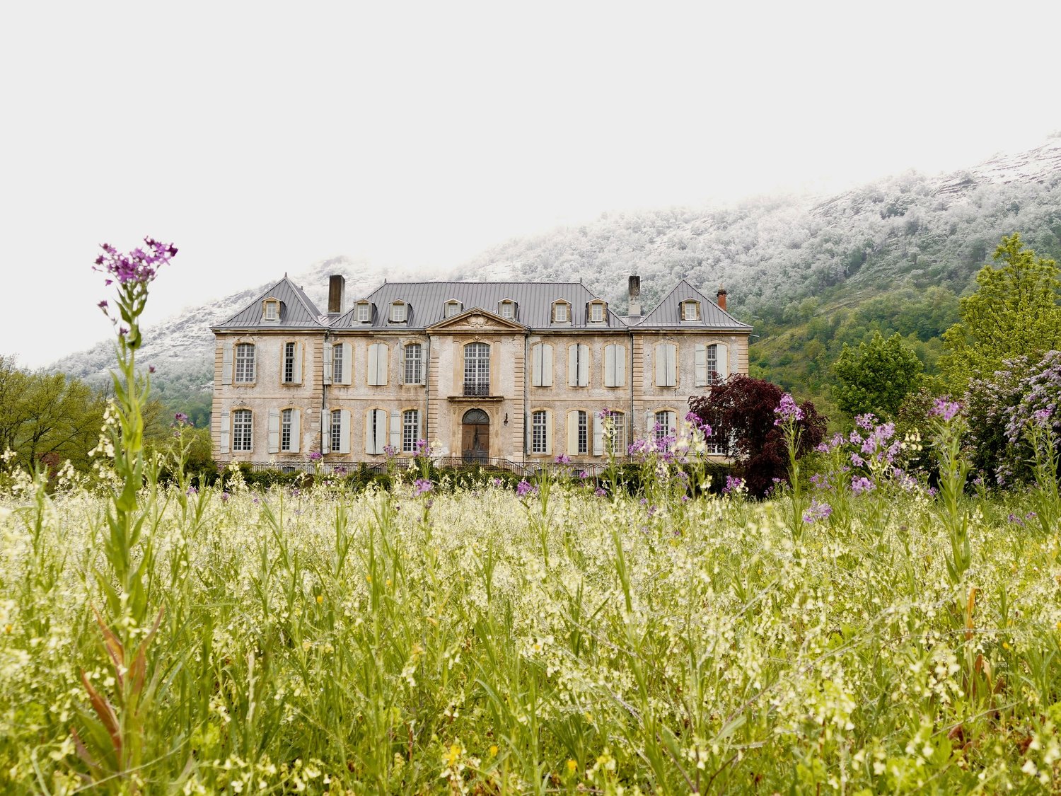 Wildflowers