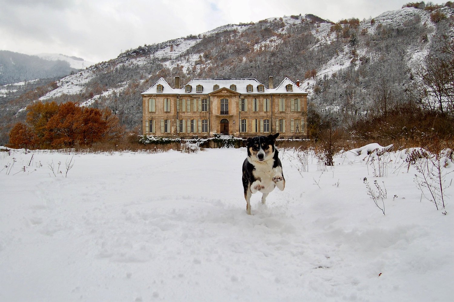 The château in snow, a dog running