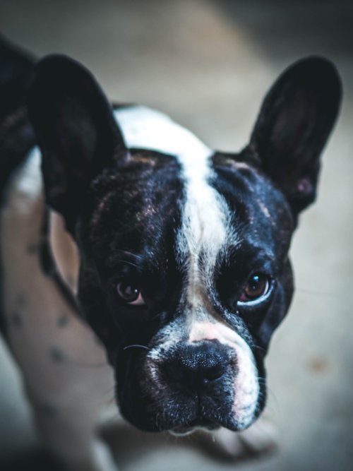 Bruce, the château's French bulldog, looking up