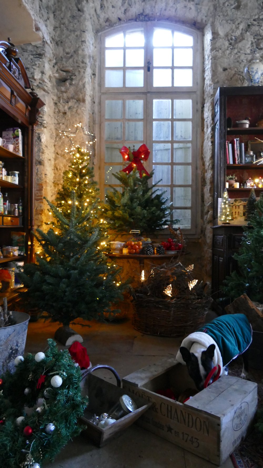 Bruce by the Christmas tree