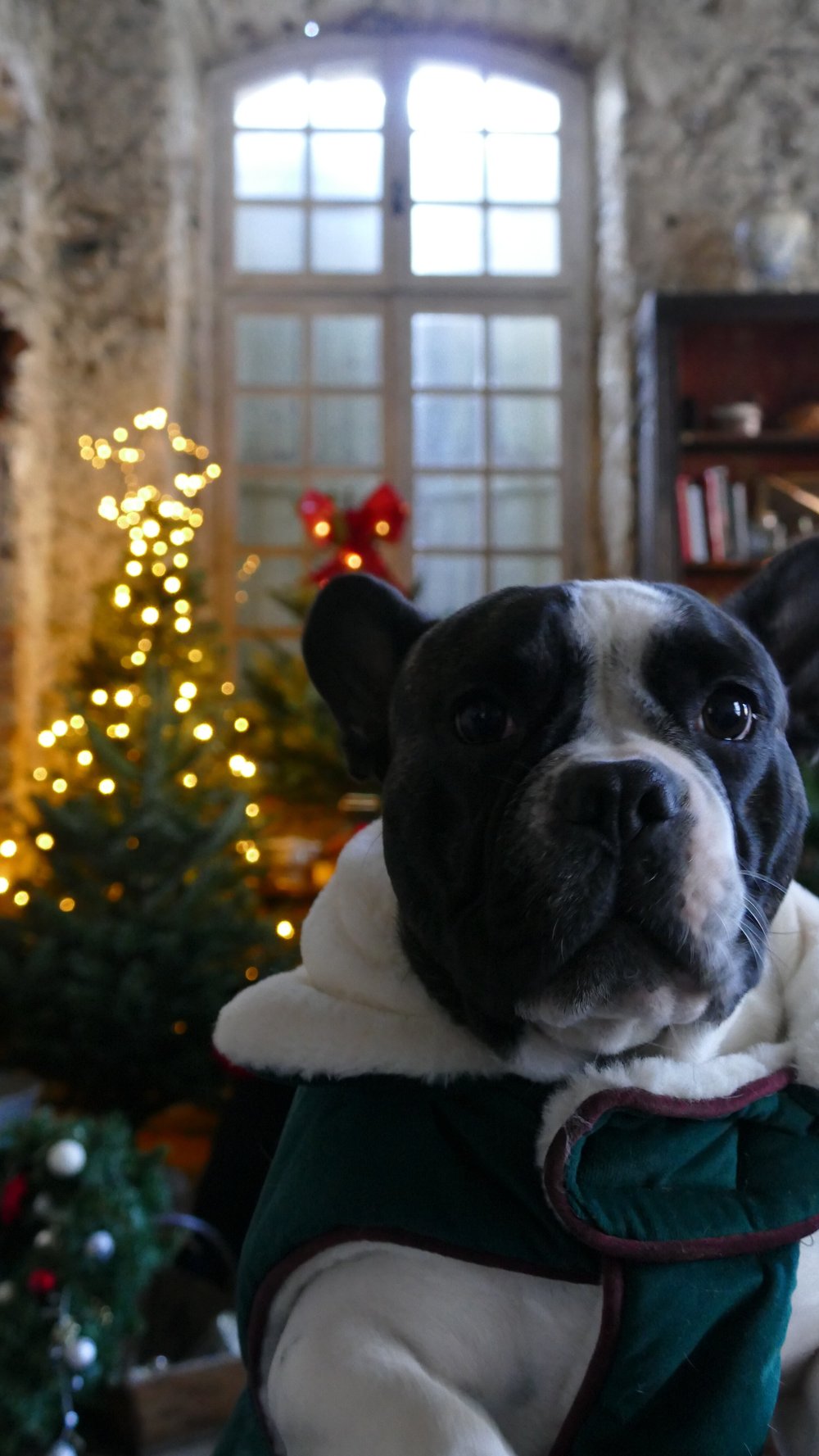 Bruce in a green winter coat, a Christmas tree lit behind him