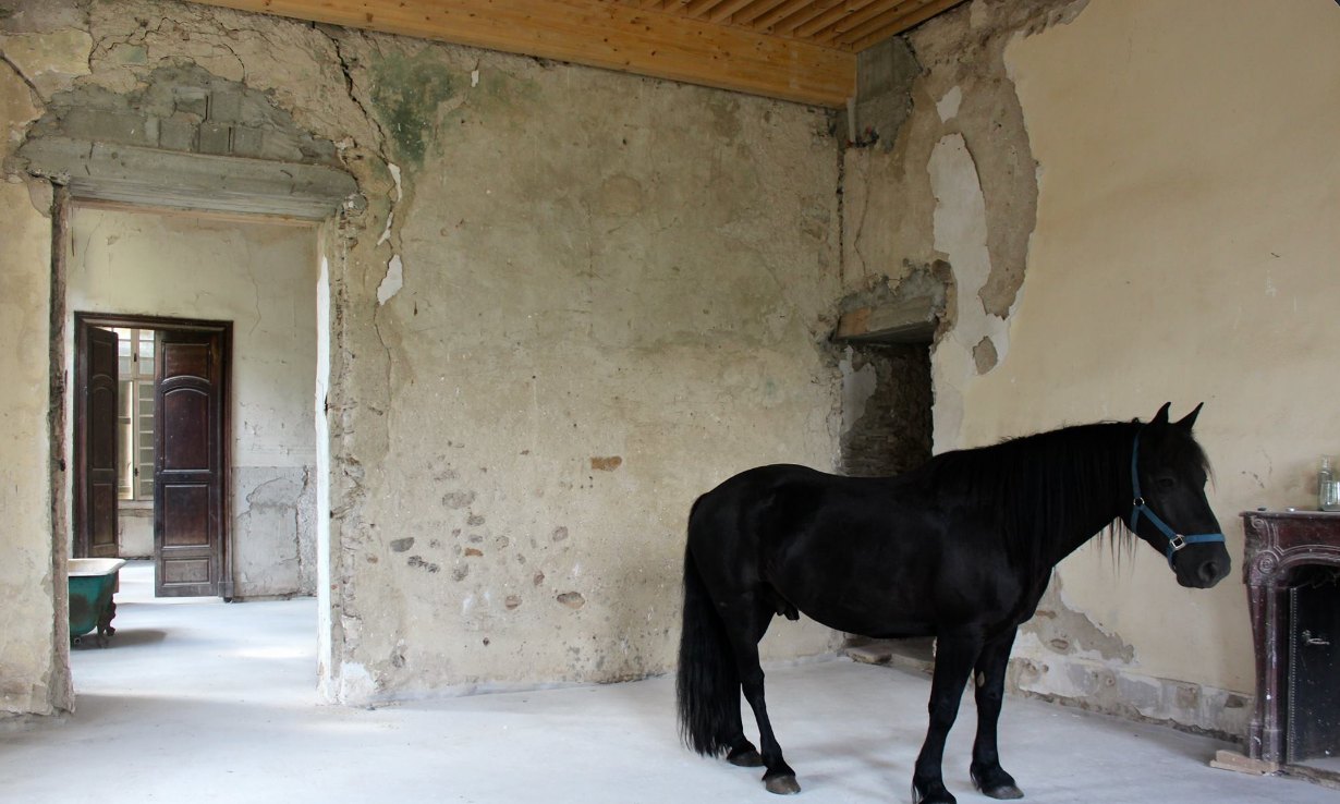 A horse in an empty room of the château, before the work