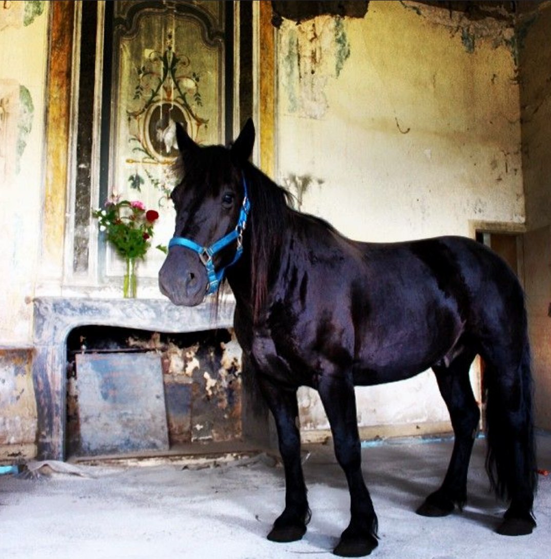 A horse before a painted panel and a marble fireplace, before the work