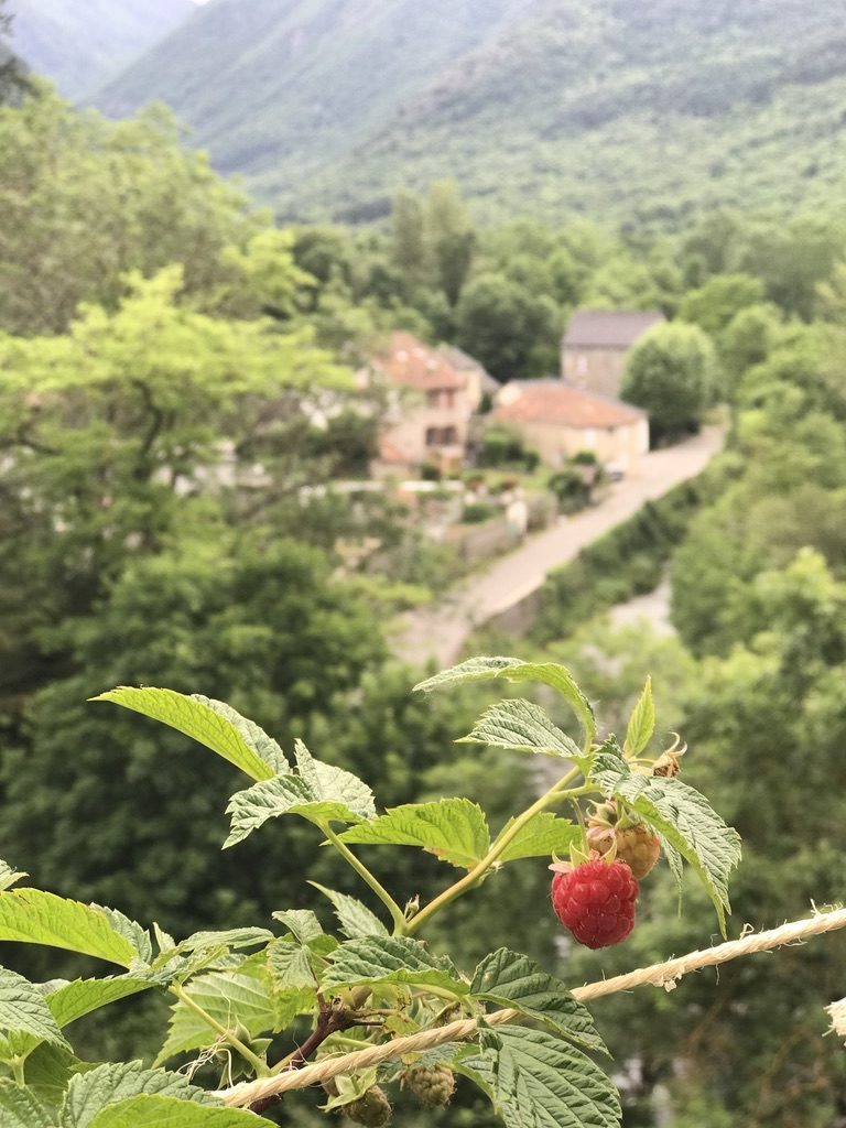 Raspberries, the village and the mountains below