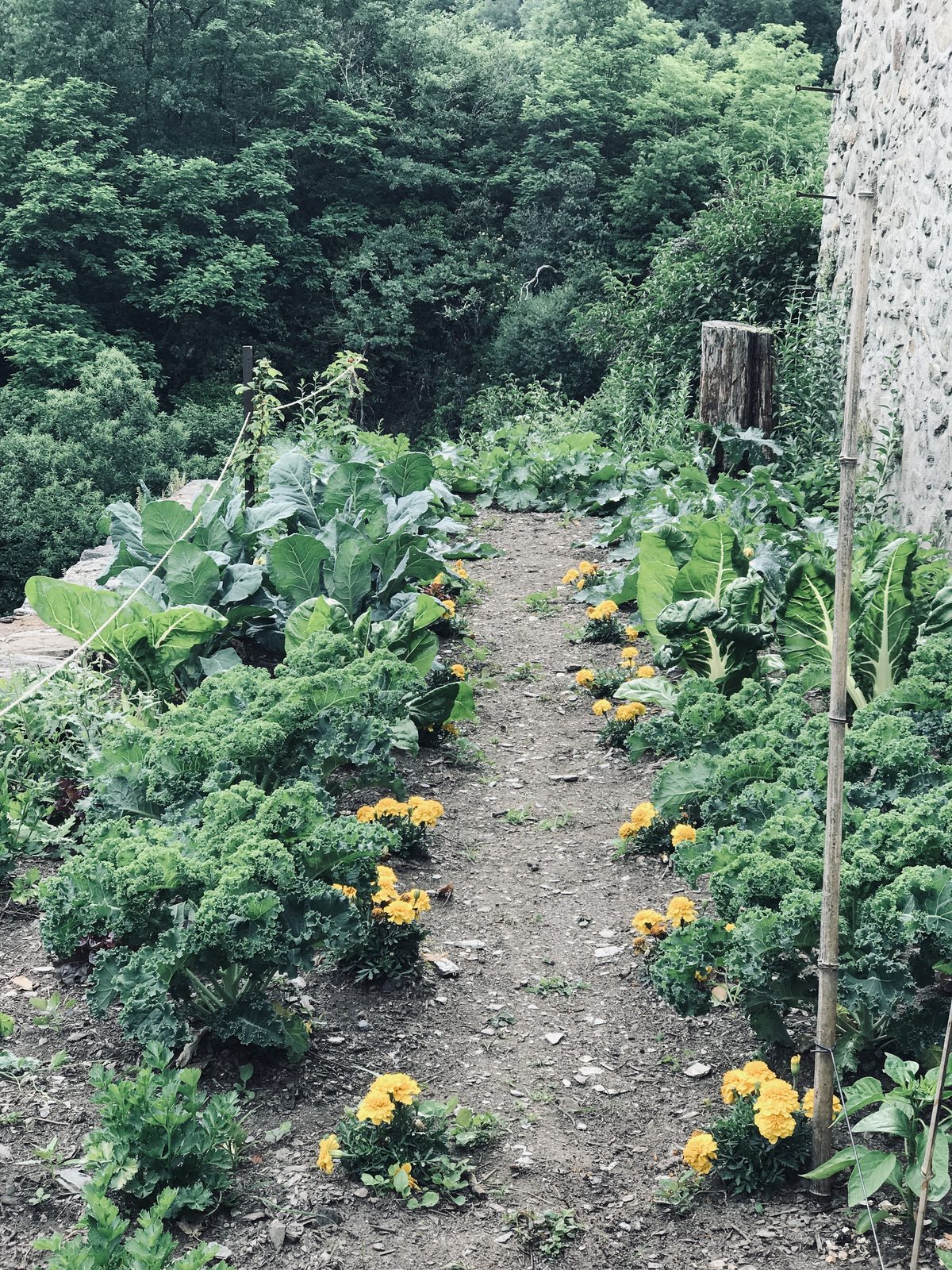 The kitchen garden